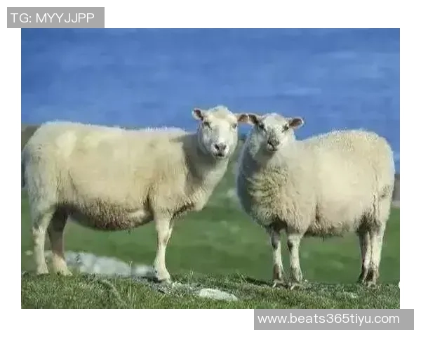 比利亚雷亚尔对马林表现满意计划行使买断权